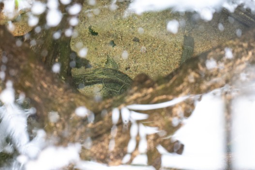 Chinese pond turtle hiding under tree trunk