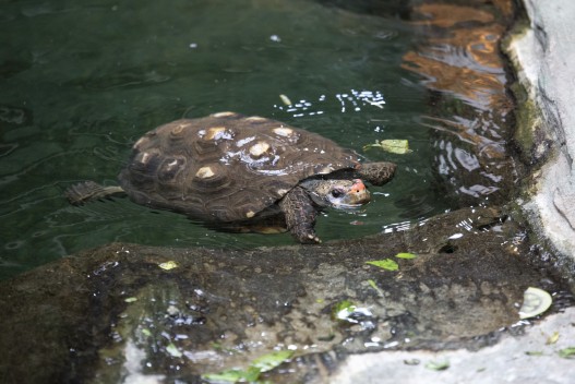 Red-footed tortoise swimming