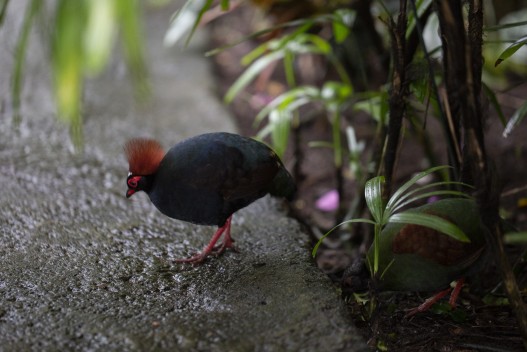 Crested partridge couple