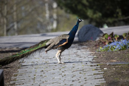Peacock outside for the first time in spring