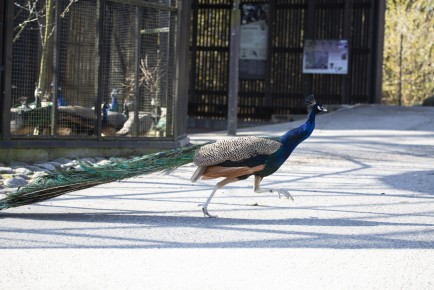 Peacock running outside