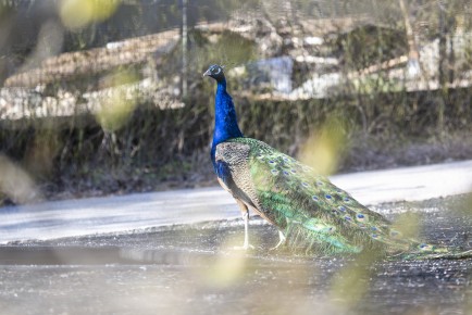 Peacock outside for the first time in spring