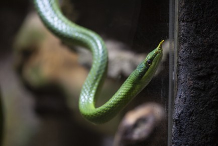 Vietnamese longnose snake