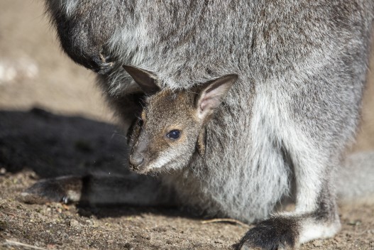 Red wallaby joey