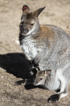 Red wallaby and joey
