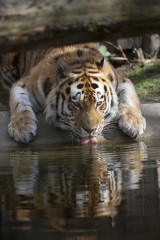 Amur tiger drinking