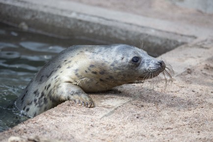 Gray seal in Wildlife Hospital waiting to be released