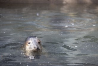 Gray seal in Wildlife Hospital waiting to be released