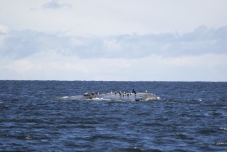 Seals lying on rocks in the Kallbådan seal reserve