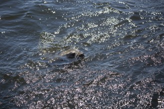 Gray seal swimming in the Baltic sea