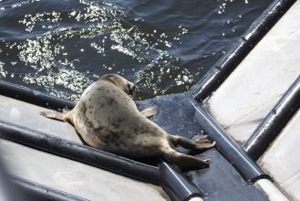 Releasing the gray seals
