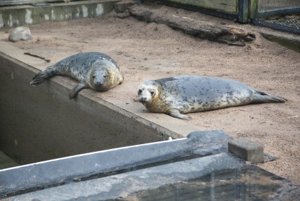 Gray seals in Wildlife Hospital waiting to be released