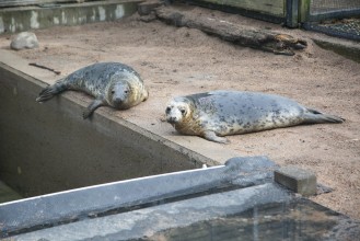 Gray seals in Wildlife Hospital waiting to be released