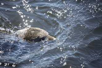 Gray seal swimming in the Baltic sea