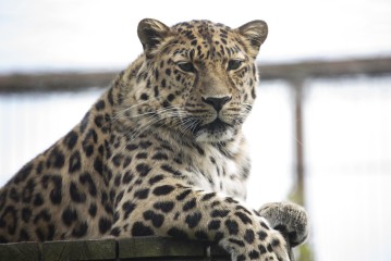 Amur leopard (male)