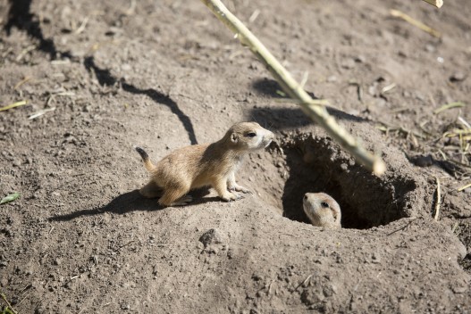 Young black-tailed prairie dogs