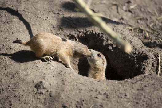 Young black-tailed prairie dogs
