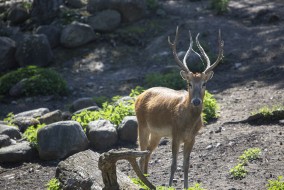 Pere David's deer male