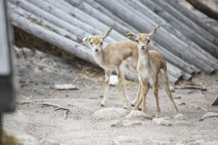 Goitered gazelle fawns