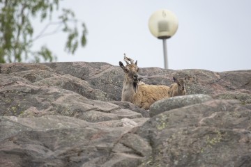 Markhor kid and mother