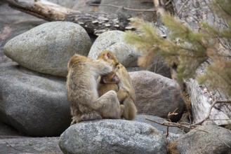 Barbary macaque family