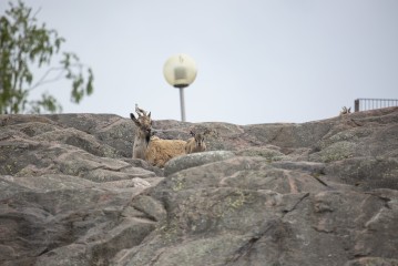 Markhor kid and mother