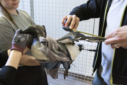 Measuring the Black-throated loon in Wildlife Hospital