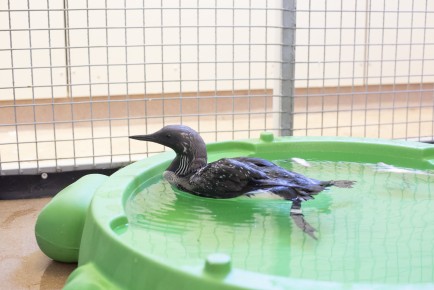 Black-throated loon in Wildlife Hospital