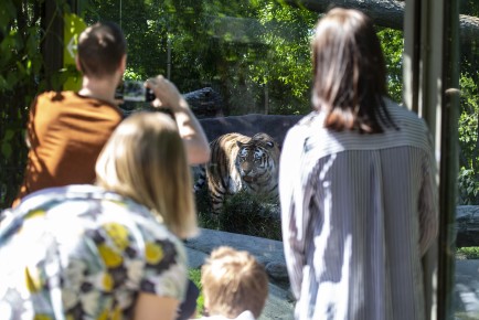 People watching the Amur tiger