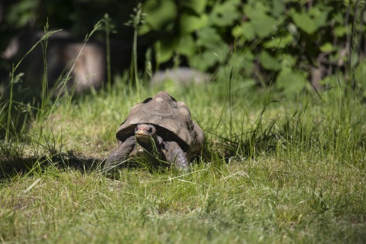 Red-footed tortoise outside