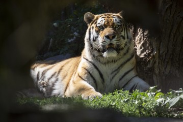 Amur tiger (male)