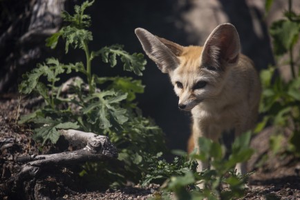 Fennec fox (female)