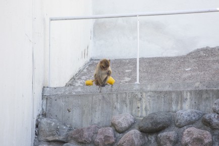 One-year-old Barbary macaque female enjoying icy treats