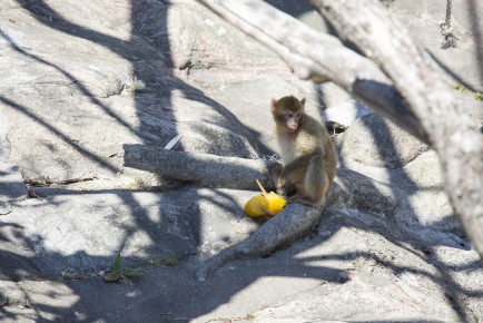 One-year-old Barbary macaque male enjoying icy treats
