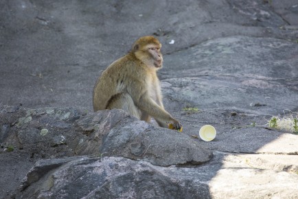 Adult Barbary macaque enjoying icy treats
