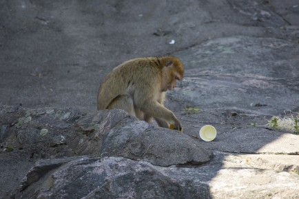Adult Barbary macaque enjoying icy treats