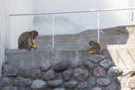 Barbary macaques enjoying icy treats