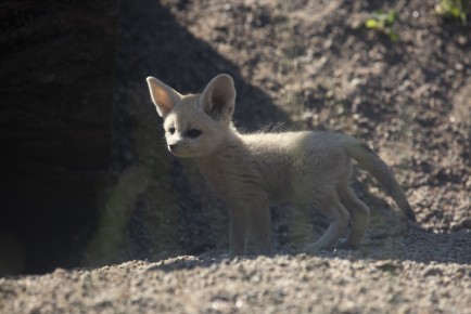 Fennec fox pup