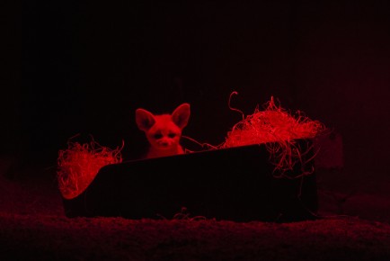 Fennec fox pup under infrared lamp
