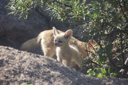 Fennec fox pup (mother in the background)