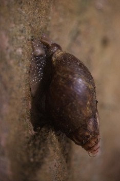 Giant East African snail