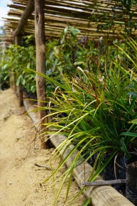 Growing plants in Torotorofotsy
