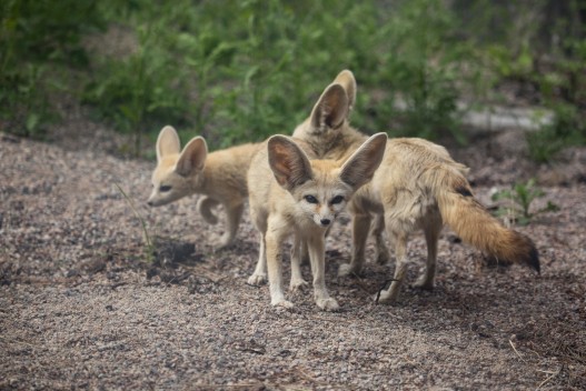 Fennec fox family