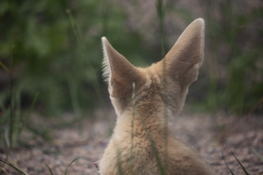 Fennec fox puo