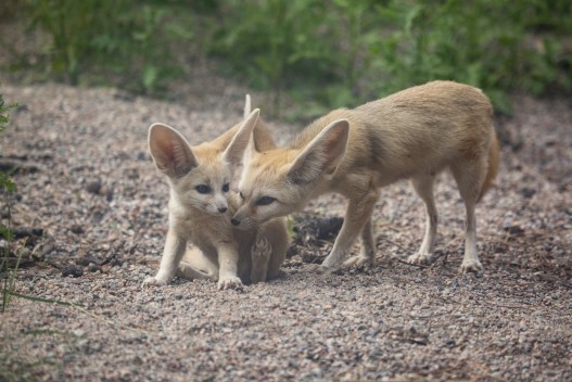 Fennec fox mother and pup