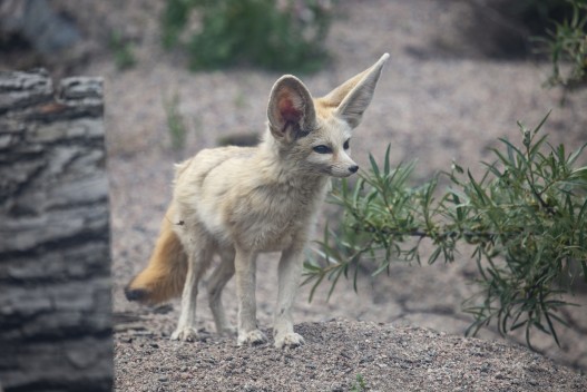 Fennec fox (male)