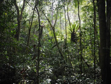 Rainforest in Madagascar