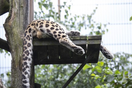 Amur leopard (male) sleeping