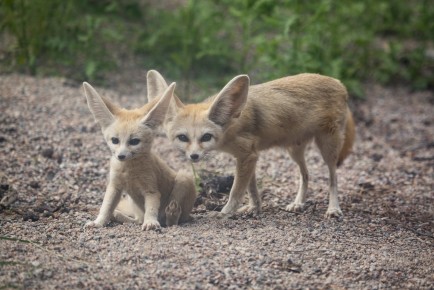 Fennec fox mother and pup