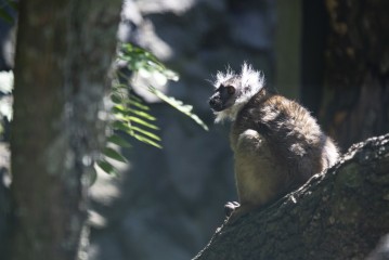 Black lemur (female)